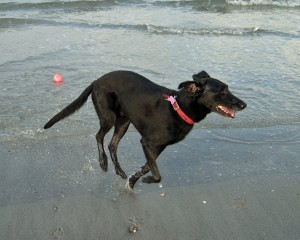 dogs at beach (19)a